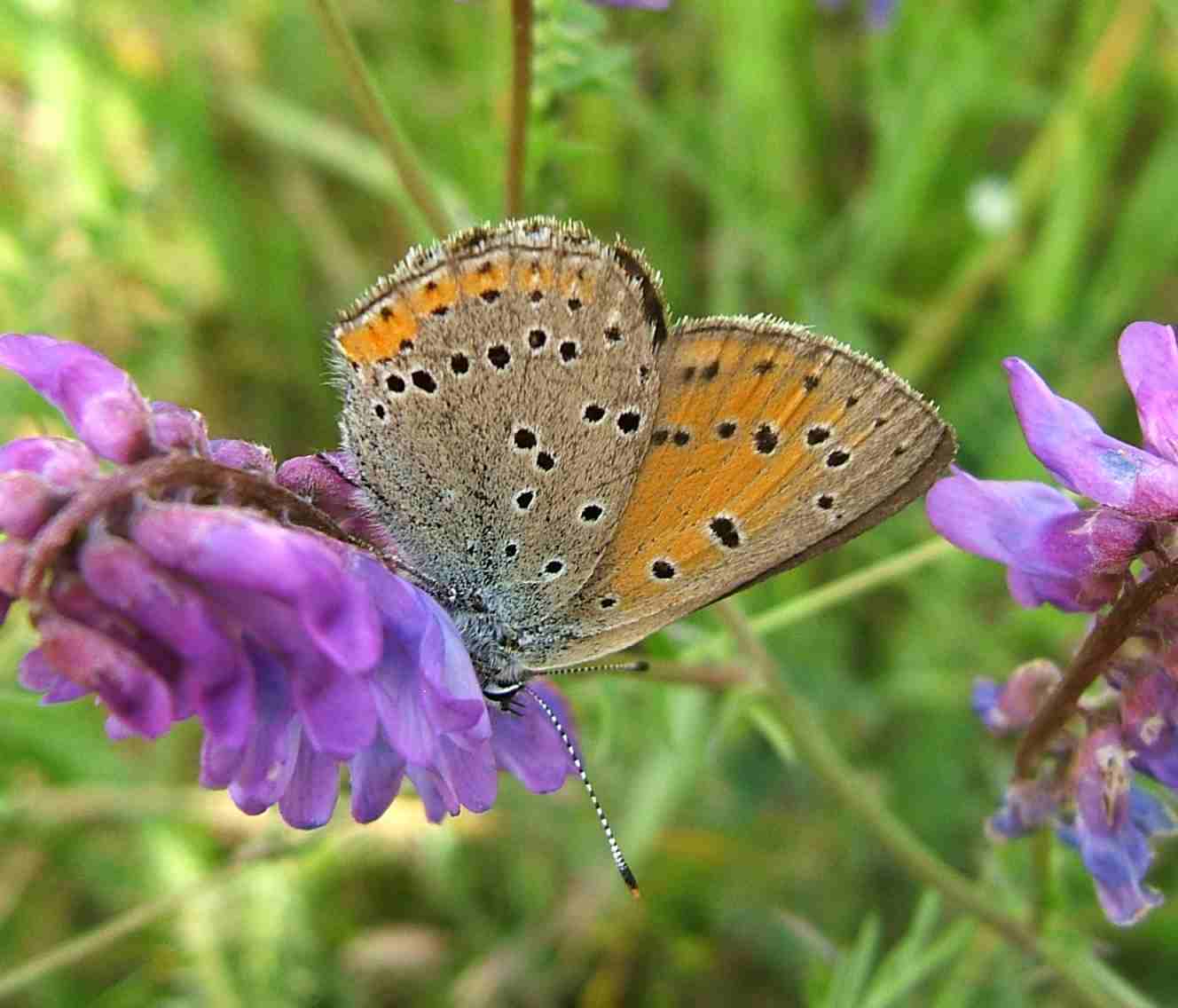 Lycaena hippothoe Lycaena hippothoe